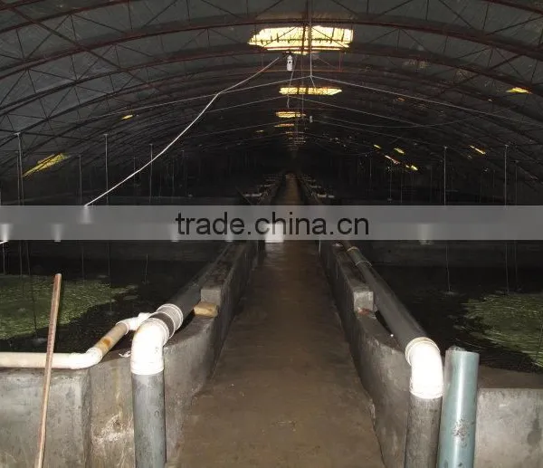 Indoor Fish Farms With Greenhouse