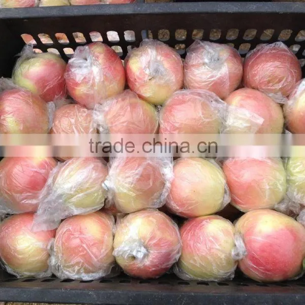 Fuji Apples photo-3