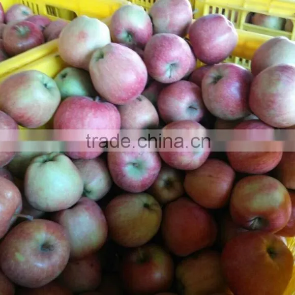 Chinese Red Star Apple photo-3