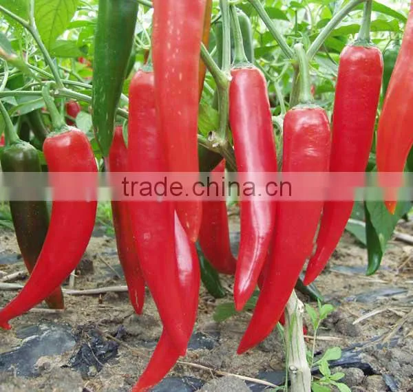 Hot Sale Hybrid High Yield Chili Pepper Seeds-XY 158 photo-4