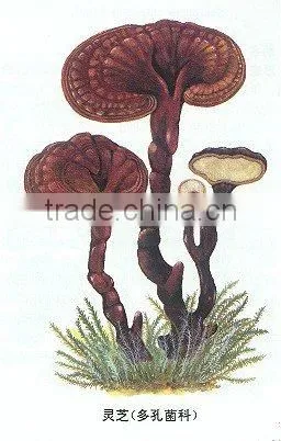 High Quality Ganoderma Lucidum P.E/ Reishi P.E/Reishi Mushroom P.E Polysaccharide And Triterpene photo-3