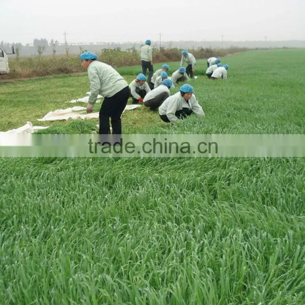 2015 Barley Grass Powder(hordeum Vulgare) photo-2
