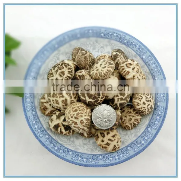 Antumn Planting Log Thick Shiitake Mushroom Spawn photo-3
