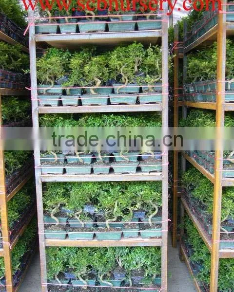 Chinese Bonsai Zelkova 20cm Art photo-3
