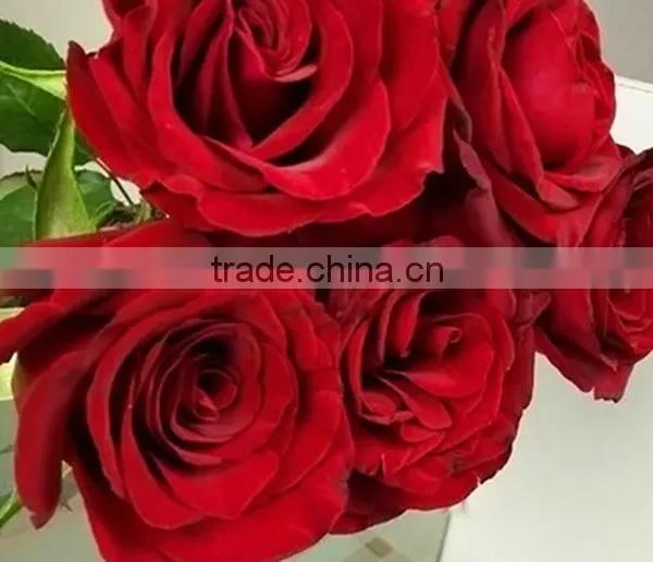 Gift Best-Selling Black Magic Red Fresh Cut Rose Flower photo-2