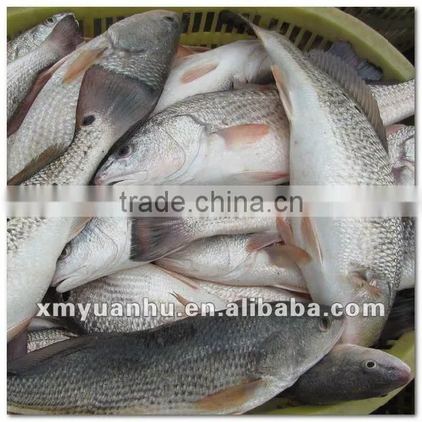 Frozen Red Drum Seafood and Fish