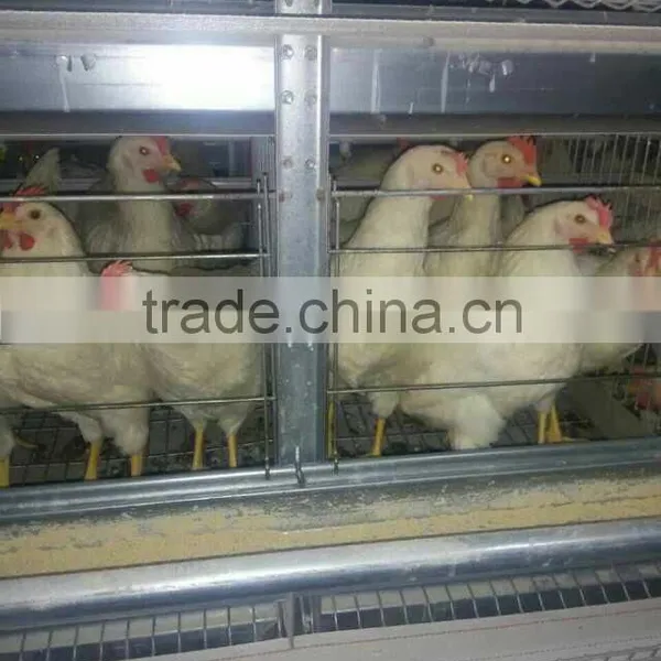 H Type Automatic Chicken Cage photo-3