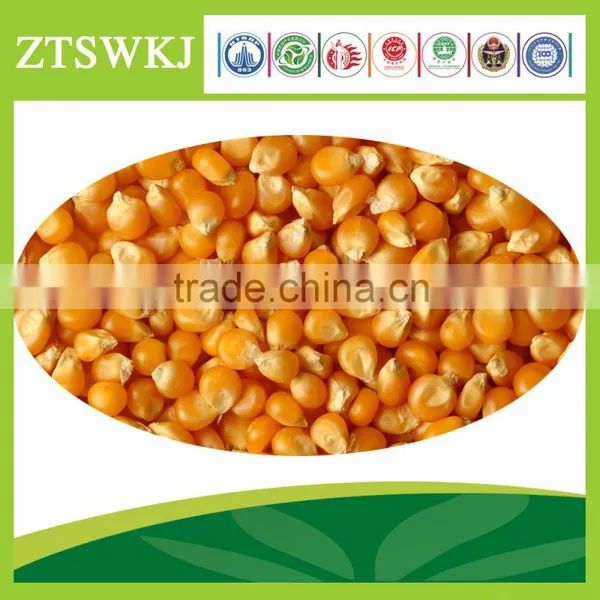 Maize Corn Variety and Grain Type Yellow Maize for Poultry Feed photo-2