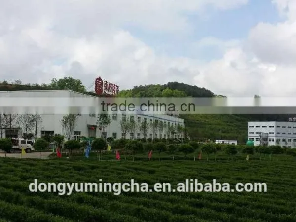 Organic Green Tea Extract for Food Supplements 98% /90%/ 80% Polyphenols photo-5