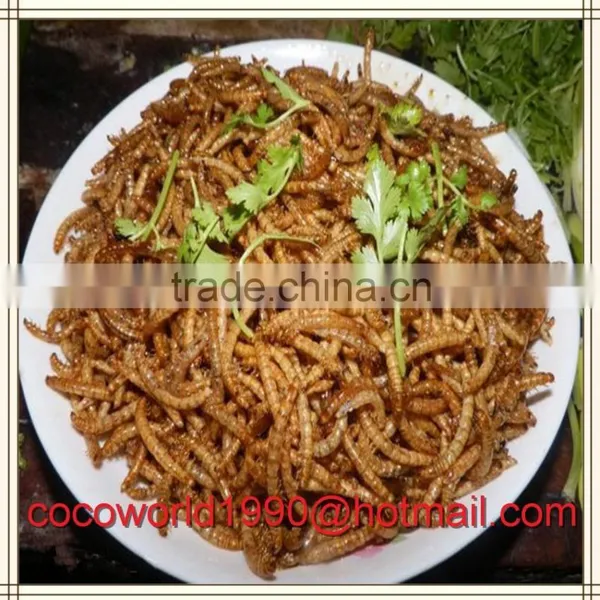 Birds That Eat Mealworms/what to Feed Meal Worms/crickets and Mealworms for Sale photo-2
