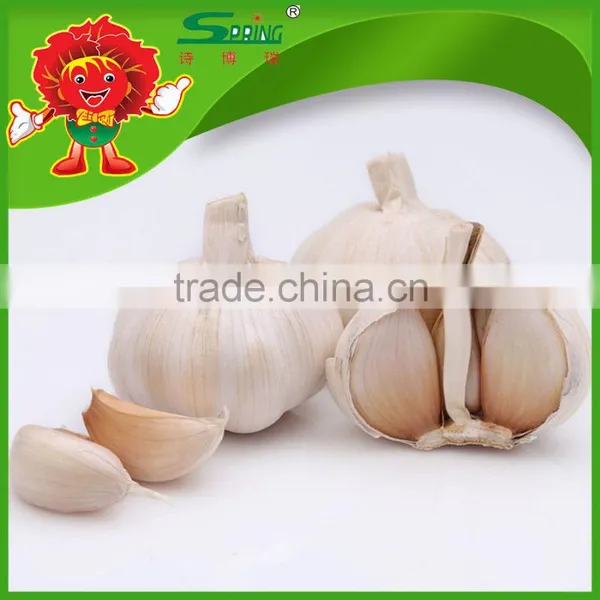 Chinese High Quality Fresh Pure White Garlic or Normal White Garlic Dry Garlic photo-3