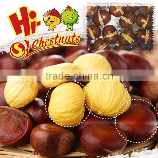 New Crop Chinese Chestnuts S--Organic Fresh Chestnut for Sale photo-5