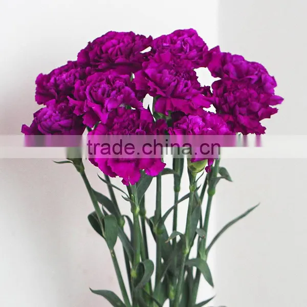 Wholesale Fresh Flowers Purple Carnation From China Flower Base photo-3