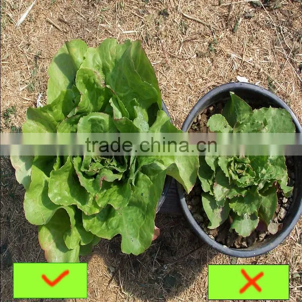 Plant's Growth Promoter 100% Plant Source Amino Acid Powder Fertilizer photo-6