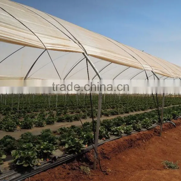 RoughBrothers Tunnel-600 Single Span Low Cost Agricultural Tunnel Greenhouse photo-4