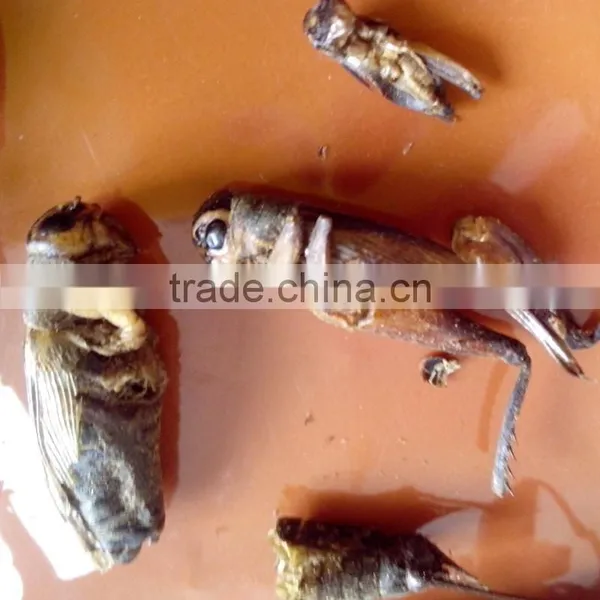 Pet Food Suppliers Dried Crickets //dried Mealworms //dried Grasshopper photo-3