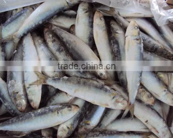 Frozen Whole Round Sardine for Tuna Bait photo-2