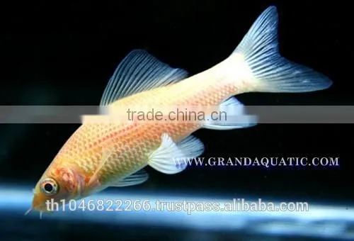 Black Shark Albino Fish Farm For Sale / Aquarium Fish Thailand photo-4