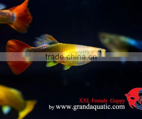 Guppy Fish XXL Size for Aquarium Fish Export photo-3