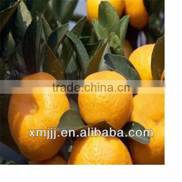 Yongchun Lugan Orange photo-6