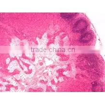 Animal Histology Teaching Slides,Animal Histology Slides,Mammal Histology Slides photo-3