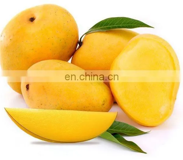 High Quality Fresh Mango Export Originating From Vietnam photo-3
