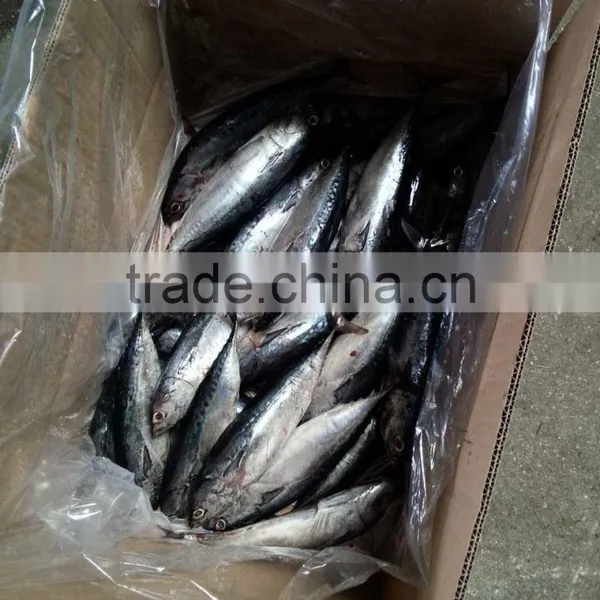 Whole Round Frozen Bonito Tuna Auxis Thazard photo-4