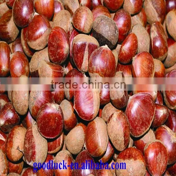 Chinese Good Taste Chestnut Price photo-6