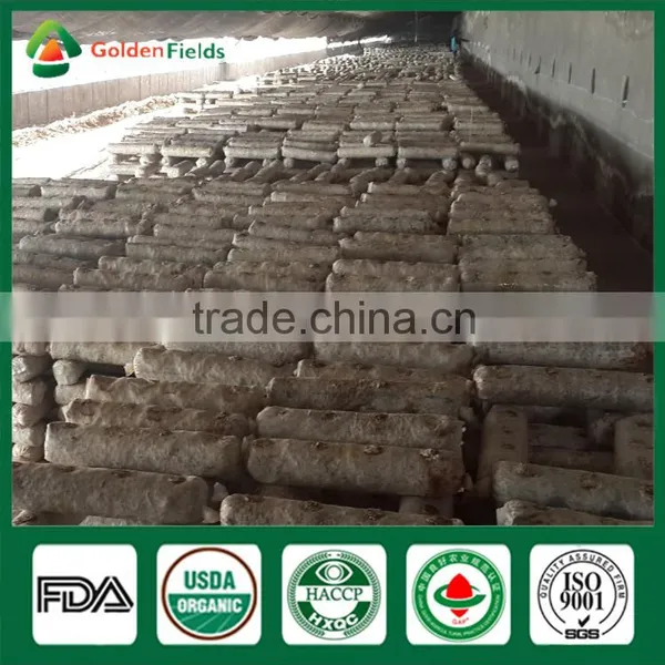 Gourmet Shiitake Mushroom Fresh Dry Shiitake Mushroom Seeds Growing Lentinula Edodes Health Food Donko Shiitake photo-5