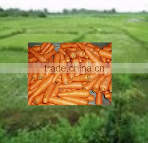 China Carrot 2016 photo-2