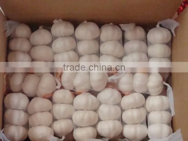 Fresh Garlic photo-2