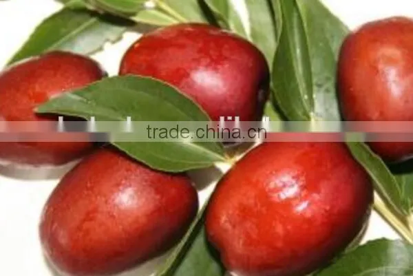 Industrial Dates Size Grader Machine Fruit Processing Equipment photo-3