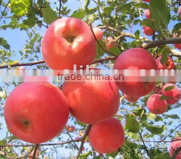 Fuji Apples Fresh Fuji Apple photo-6