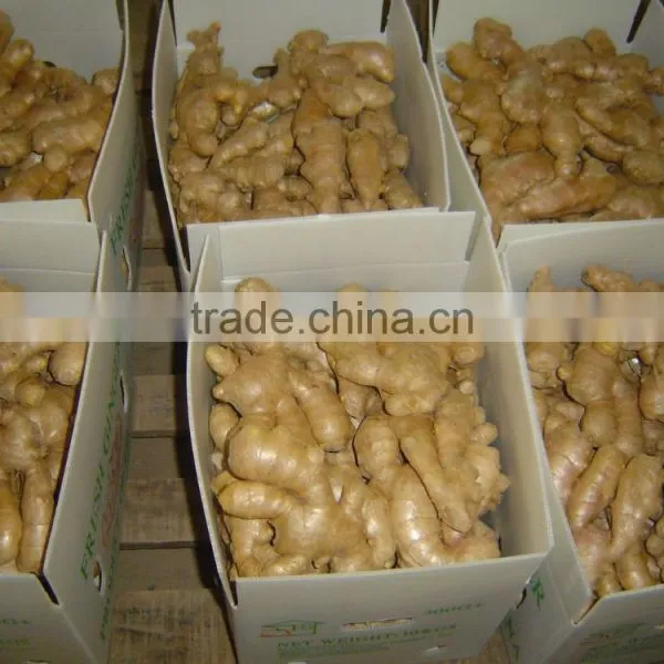 Fresh Semi-air Dried Ginger photo-4