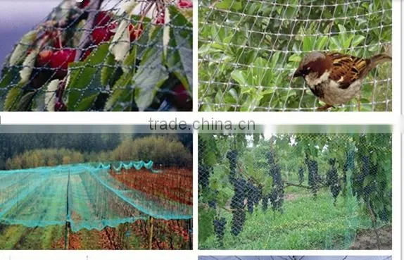 High Strength HDPE Vineyard Anti Bird Netting / Bird Protection Netting photo-5