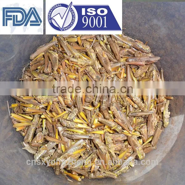 Factory Supply 2.5cm Freeze Dried Grasshoppers photo-3