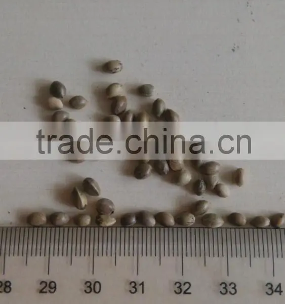 2014 High Crop Organic Hemp Seeds photo-2