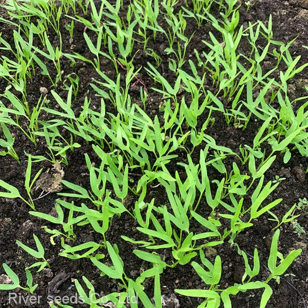 6g Buy Hybrid Asian Green Leaf Vegetable Water Spinach Seeds Ipomoea Aquatica Seeds photo-3