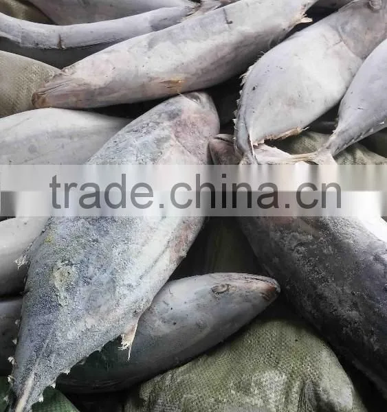 Competitive Price and High Quality Belted Bonito and Sarda Orientalis photo-2