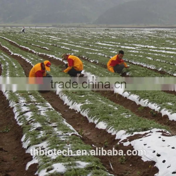 Manufacturer Pure Natural High Quality Maca Root Powder photo-6