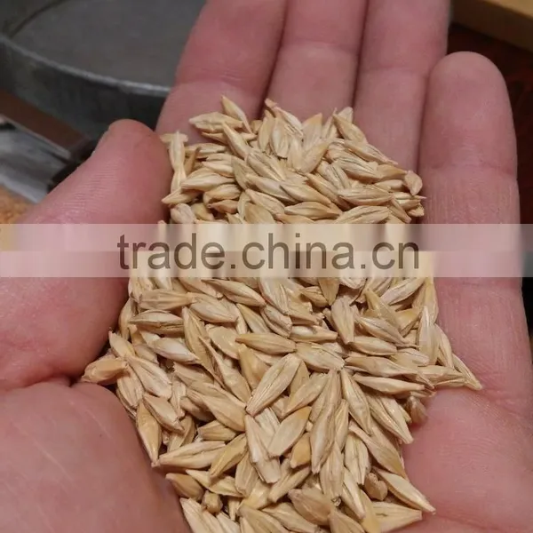 BARLEY photo-3