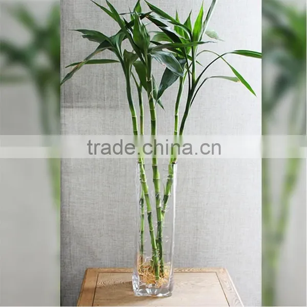 Lucky Bamboo Decoration Simple Style photo-2