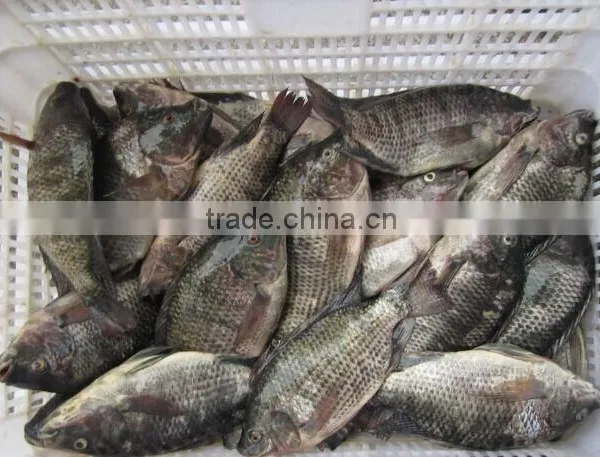 Frozen Tilapia Fish