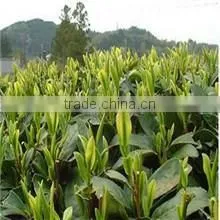 China Good Quality Tea Slimmig Tea For Sale photo-5