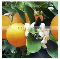 BERGAMOT OIL (PURE & NATURAL) , QUALITY ASSURANCE photo-2