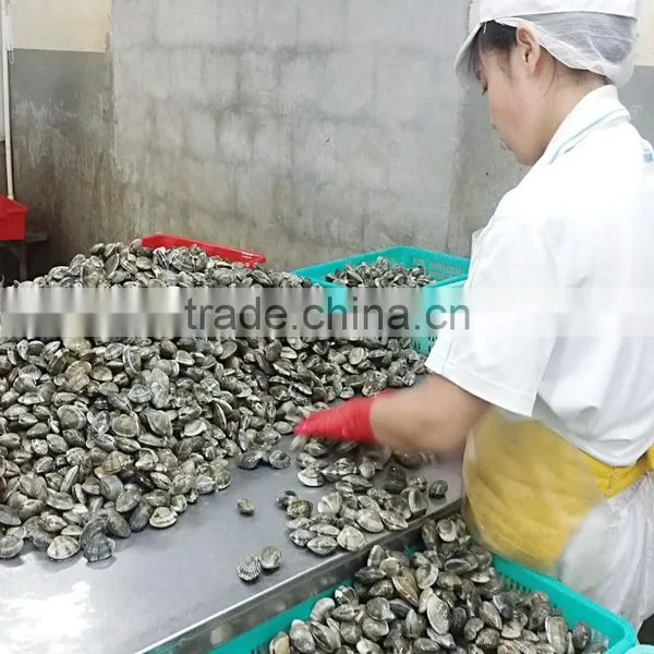 Frozen Boiled Short Necked Clam Size 21-30 photo-2