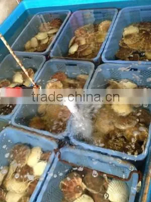 Best-selling , All Kinds of Seafood , Paid Samples Available , Scallop photo-4