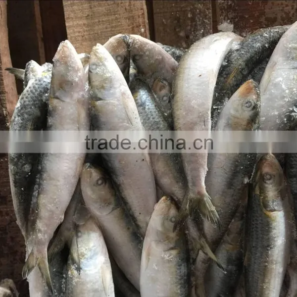 Factory Price Fish Lure Sardine of CE and ISO9001 Standard photo-3