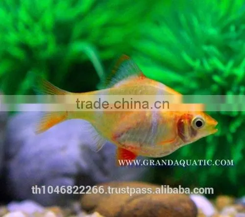 Golden Tiger Barb Fish For Sale and Export photo-6