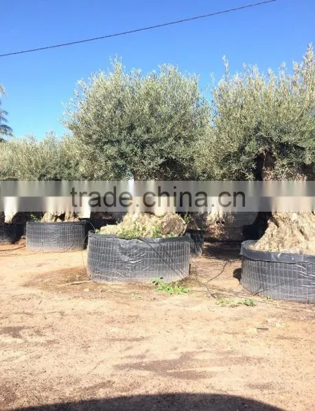 Bonsai Olive Tree Extra Large photo-4